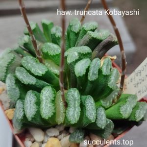 haworthia truncata Kobayashi ціна за дітку з рослини на фото