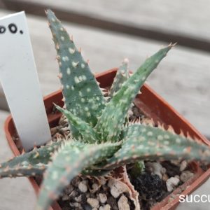 aloe cv
