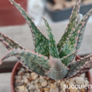 aloe cv
