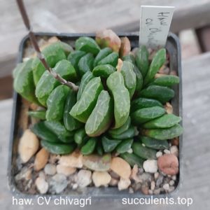 haworthia cv chivagri ціна за дітку з рослини на фото
