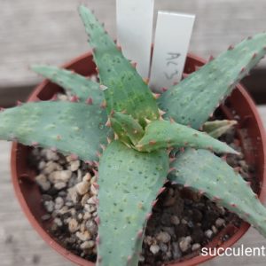 Aloe AC3