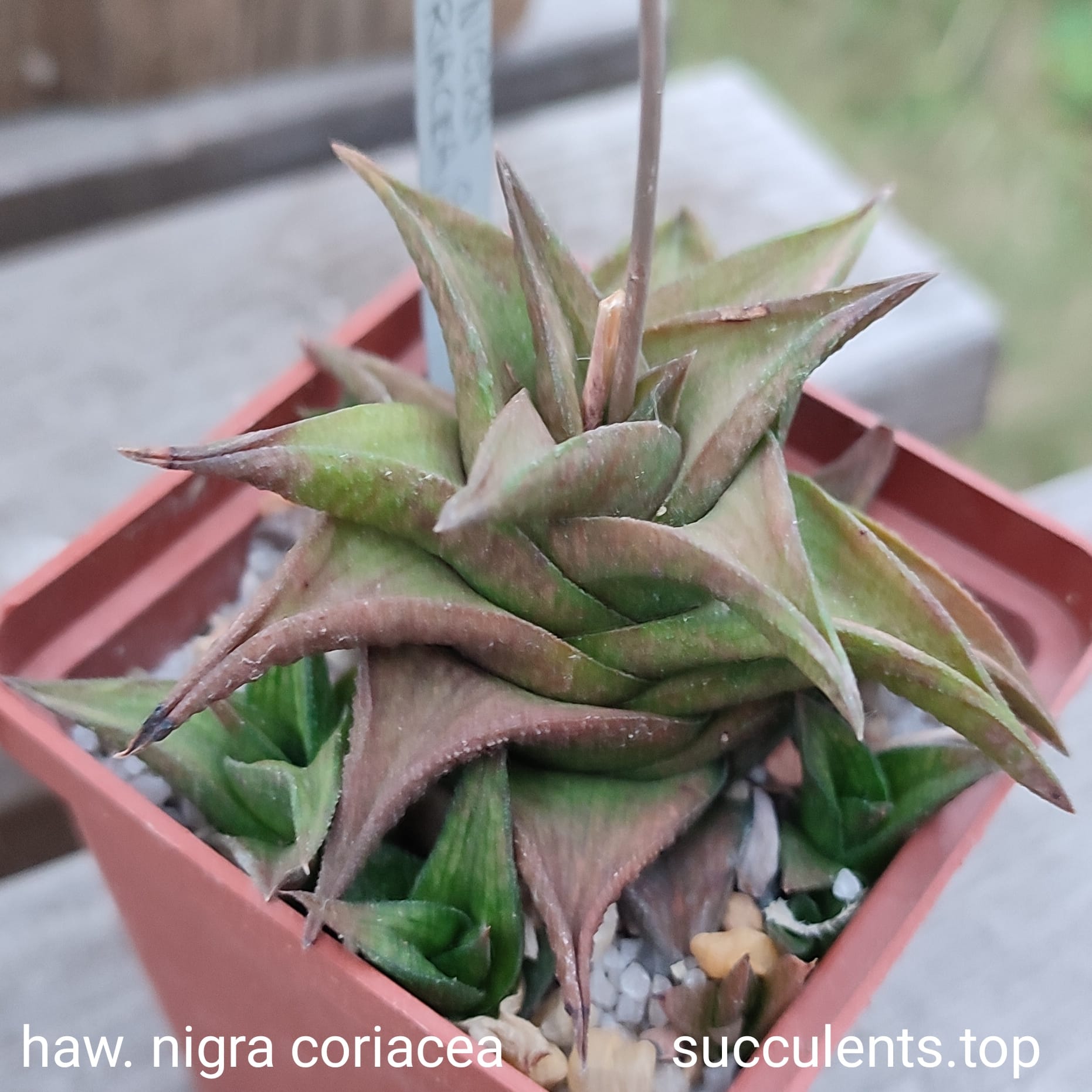 haworthia nigra coriacea ціна за дітку з рослини на фото