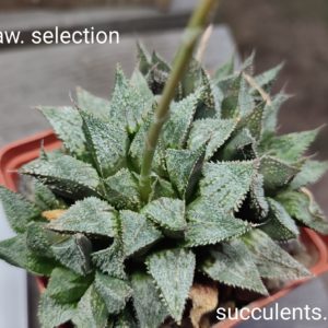 haworthia selection ціна за дітку з рослини на фото