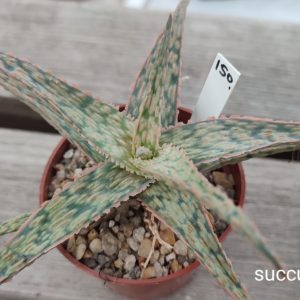 aloe cv