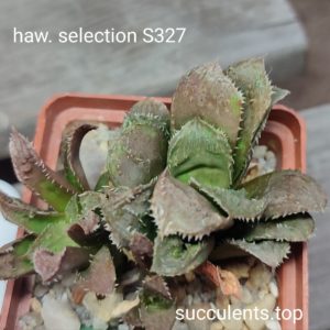 haworthia selection S327 ціна за дітку з рослини на фото