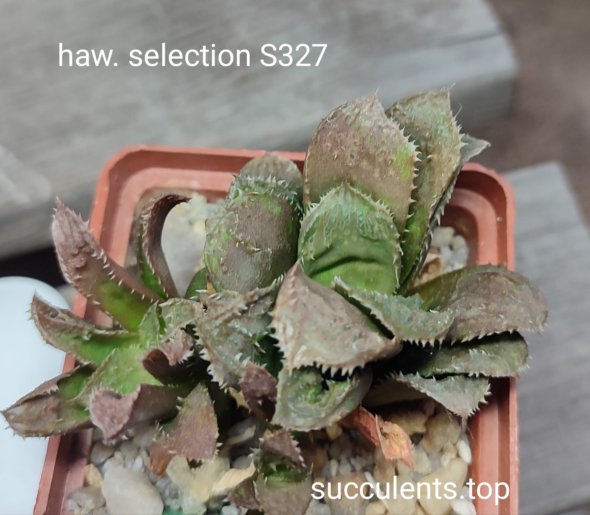 haworthia selection S327 ціна за дітку з рослини на фото