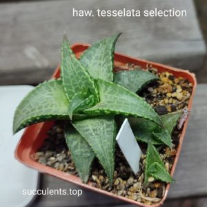 haworthia tesselata selection ціна за дітку з рослини на фото