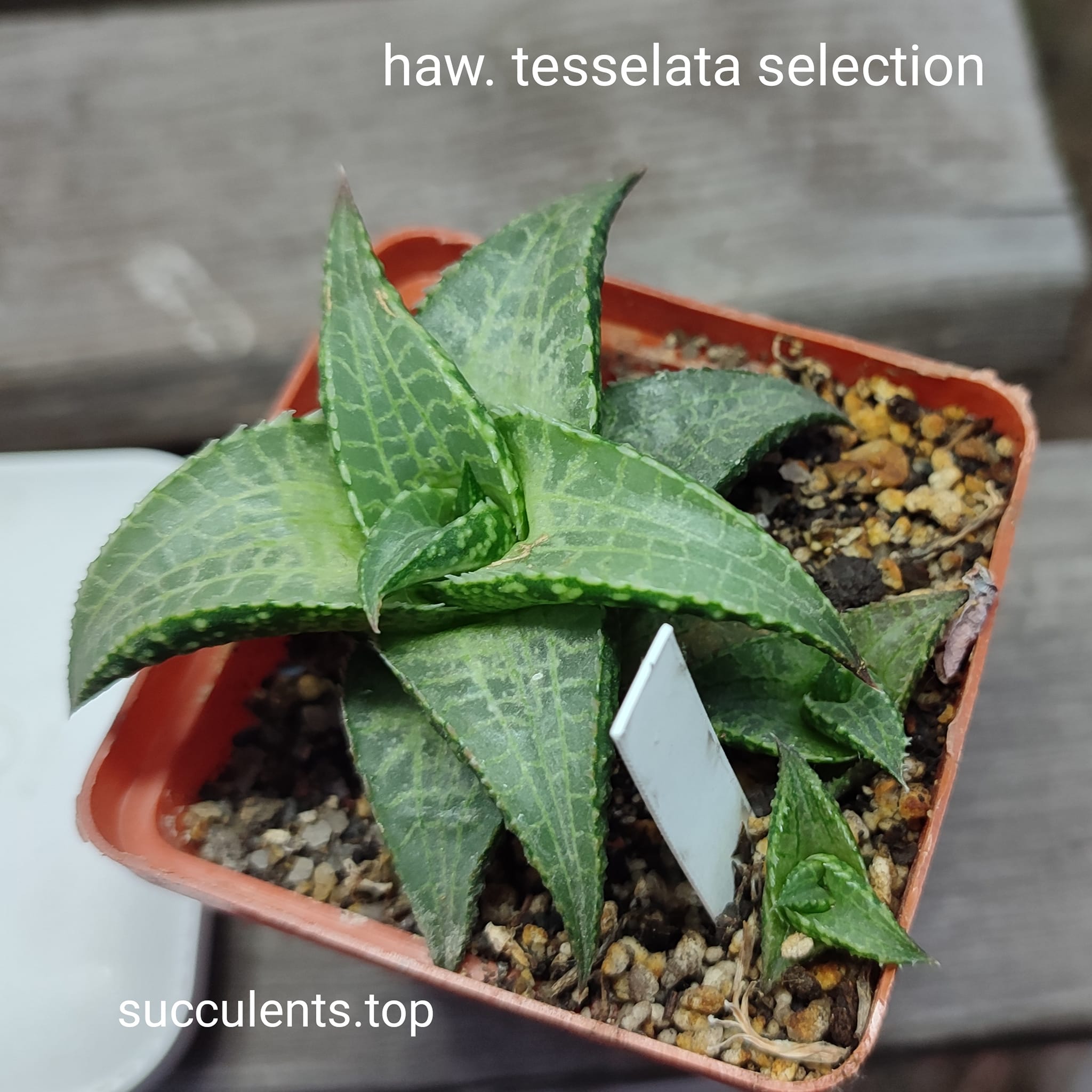 haworthia tesselata selection ціна за дітку з рослини на фото