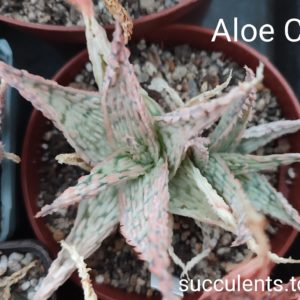 aloe AC3 ціна за дітку з рослини на фото