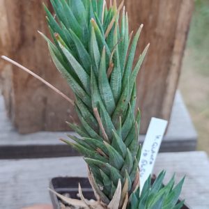 haworthia glauca IB5654 ціна за дітку з рослини на фото