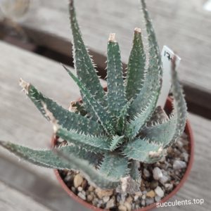 aloe cv