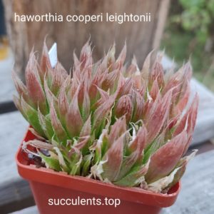 haworthia cooperi leingthonii ціна за дітку з рослини на фото