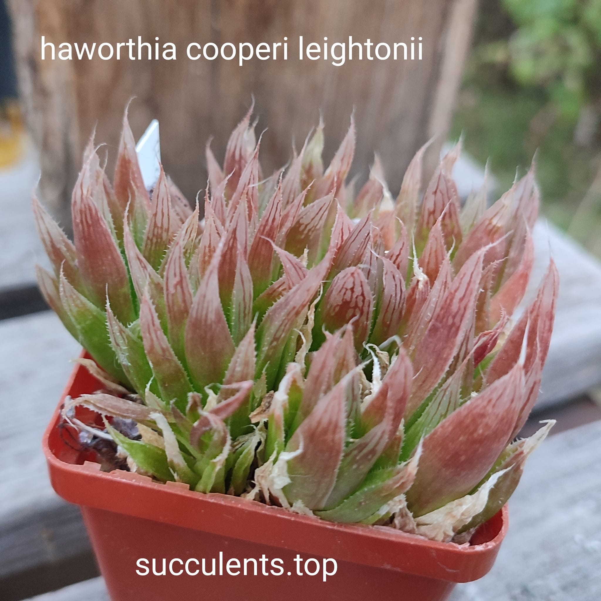 haworthia cooperi leingthonii ціна за дітку з рослини на фото