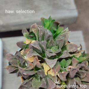haworthia selection ціна за дітку з рослини на фото