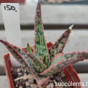 aloe cv150