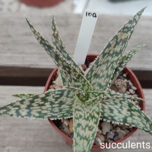 aloe cv