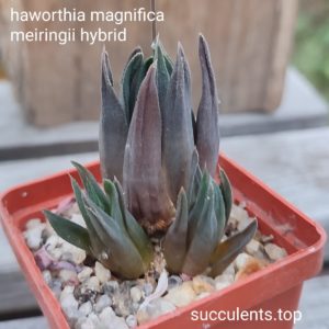 haworthia mairingii hybrid 2 дітка з рослини на фото