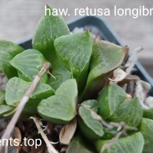 haworthia retusa longibracteata ціна за дітку з рослини на фото