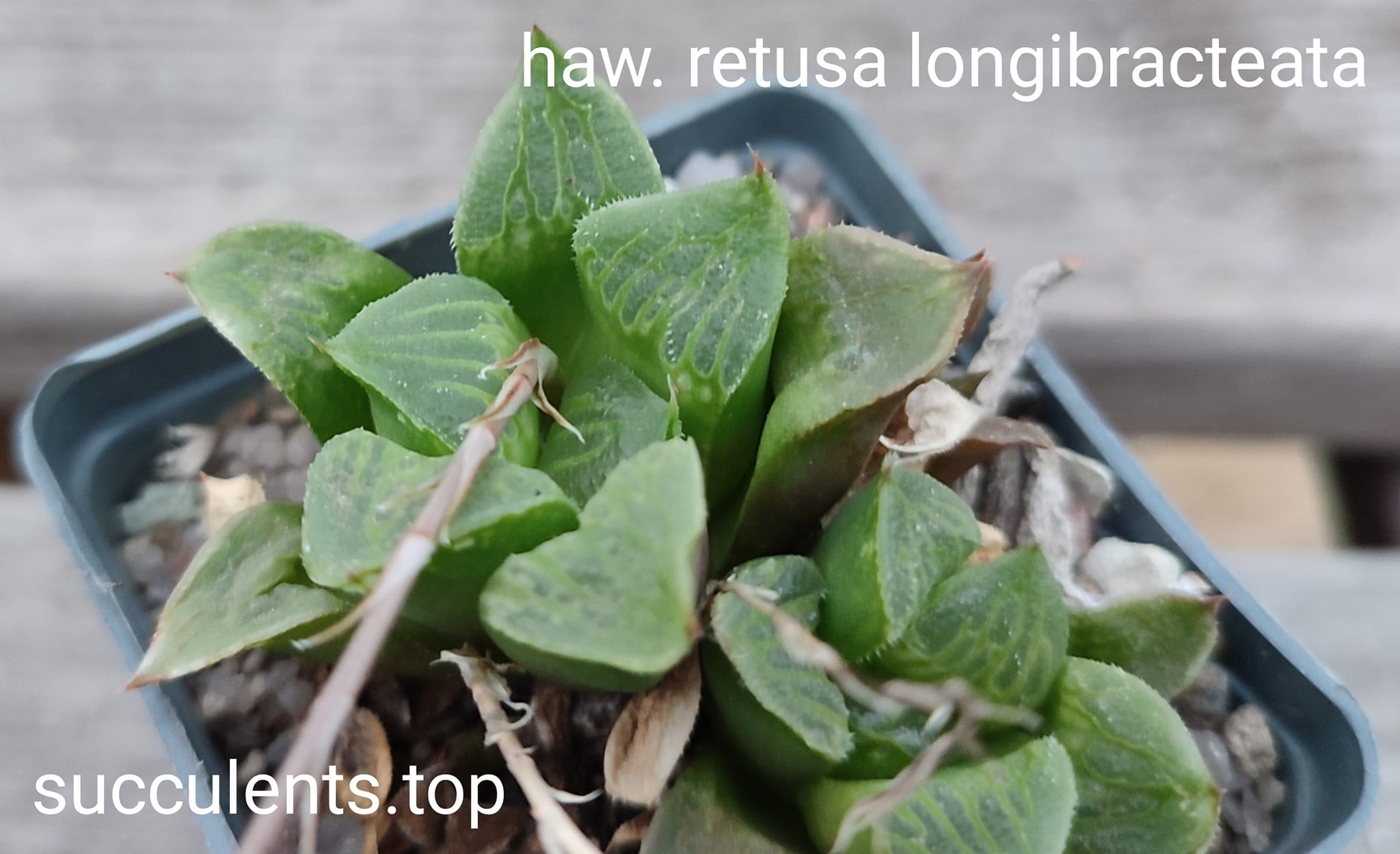 haworthia retusa longibracteata ціна за дітку з рослини на фото