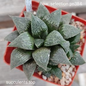 haworthia selection pn384 ціна за дітку з рослини на фото