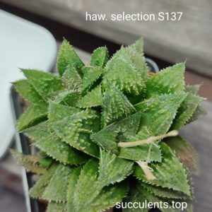 haworthia selection S137 ціна за дітку з рослини на фото