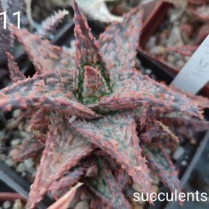 Aloe A311 ціна за дітку з рослини на фото