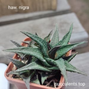 haworthia Nigra ціна за дітку з рослини на фото