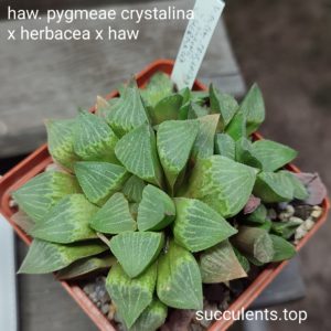 haworthia pygmeae cristalina x haw ціна за дітку з рослини на фото