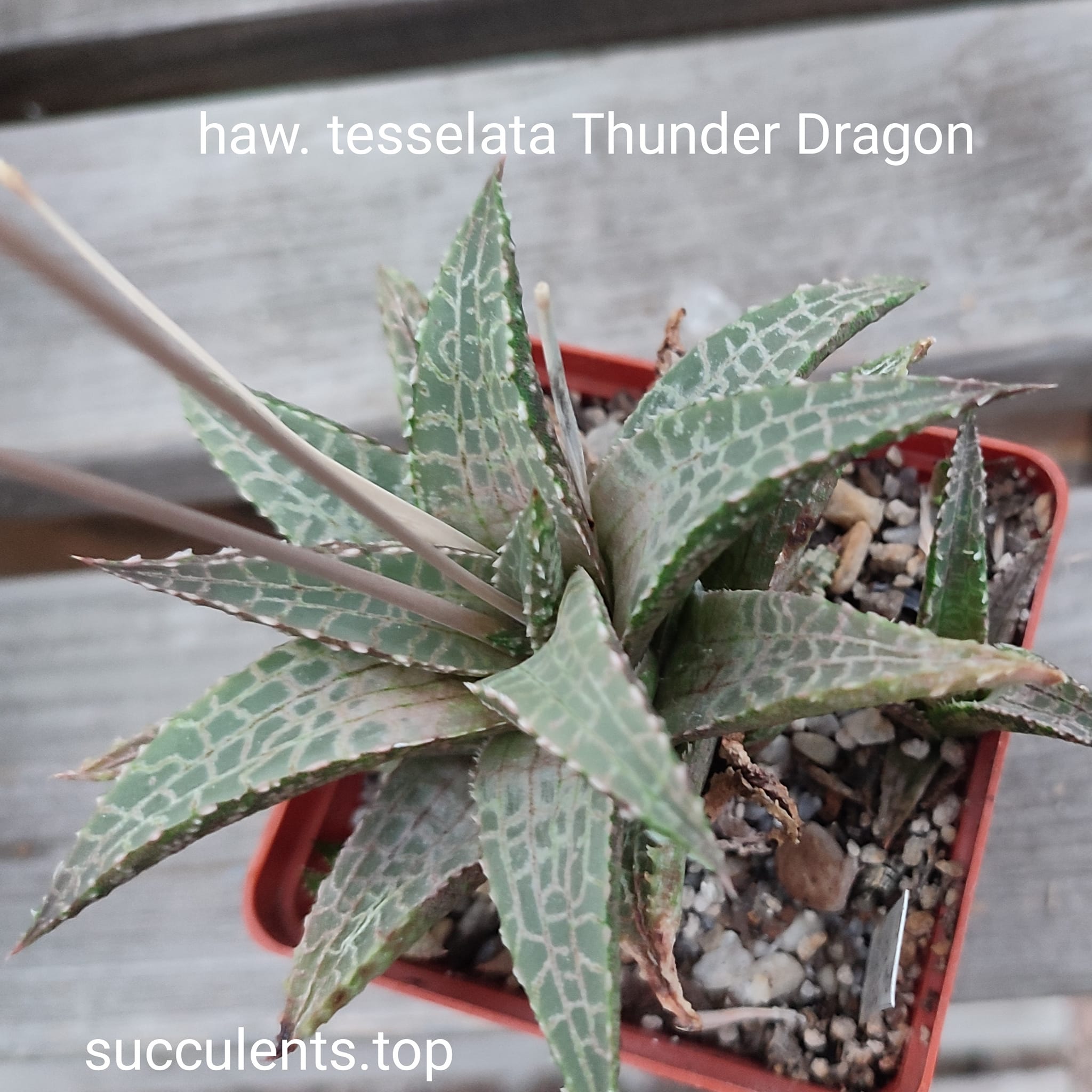 haworthia tesselata cv Thunder Dragon ціна за дітку з рослини на фото