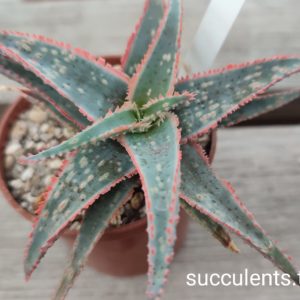 aloe cv