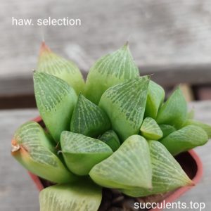 haworthia selection ціна за дітку з рослини на фото