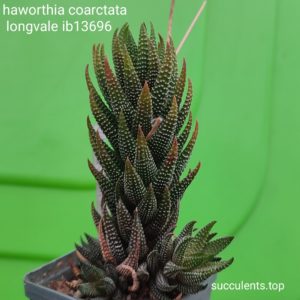 haworthia coaractata longvale IB13686