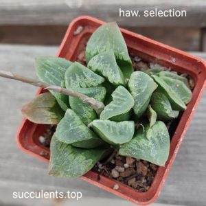 haworthia selection ціна за дітку з рослини на фото