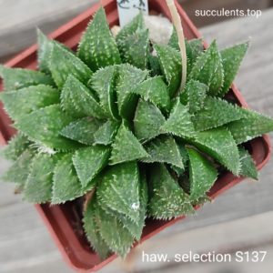 haworthia selection S137 ціна за дітку з рослини на фото