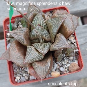 haworthia magnifica selection ціна за дітку з рослини на фото