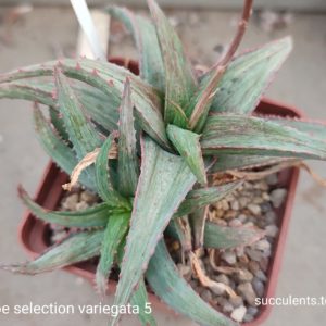 aloe selection 5 variegata (дітка з рослини на фото)