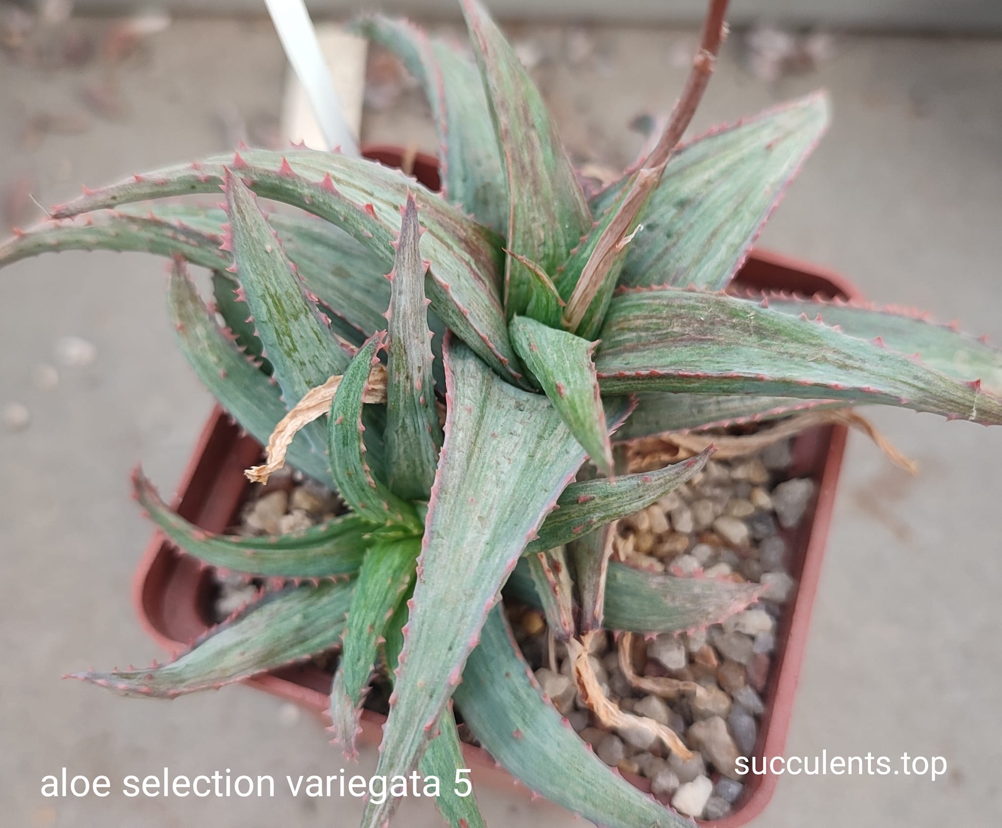 aloe selection 5 variegata (дітка з рослини на фото)