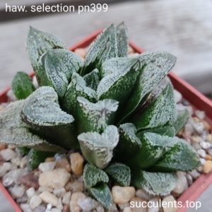 haworthia selection ціна за дітку з рослини на фото