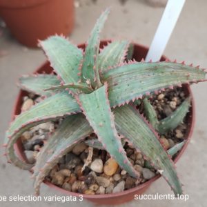 aloe selection 3 variegata (дітка з рослини на фото)