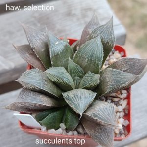 haworthia selection  ціна за дітку з рослини на фото
