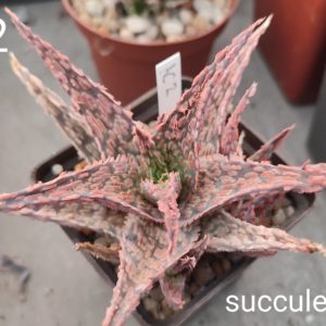 Aloe AC2 дітка з рослини на фото