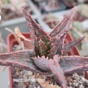 Aloe A65 дітка з рослини на фото