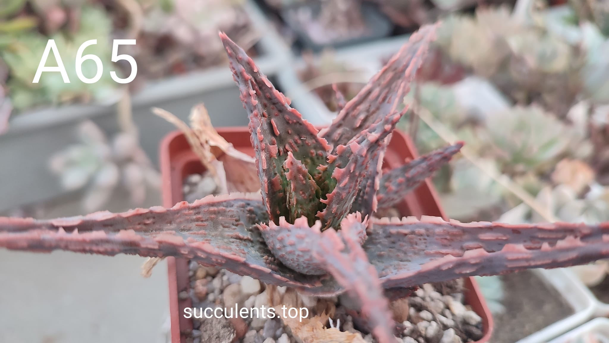 Aloe A65 дітка з рослини на фото