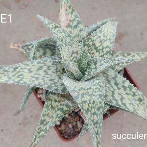 Aloe E1 (дітка з рослини на фото)