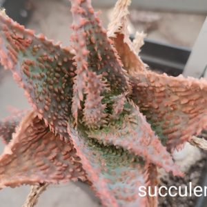 Aloe A14 дітка з рослини на фото