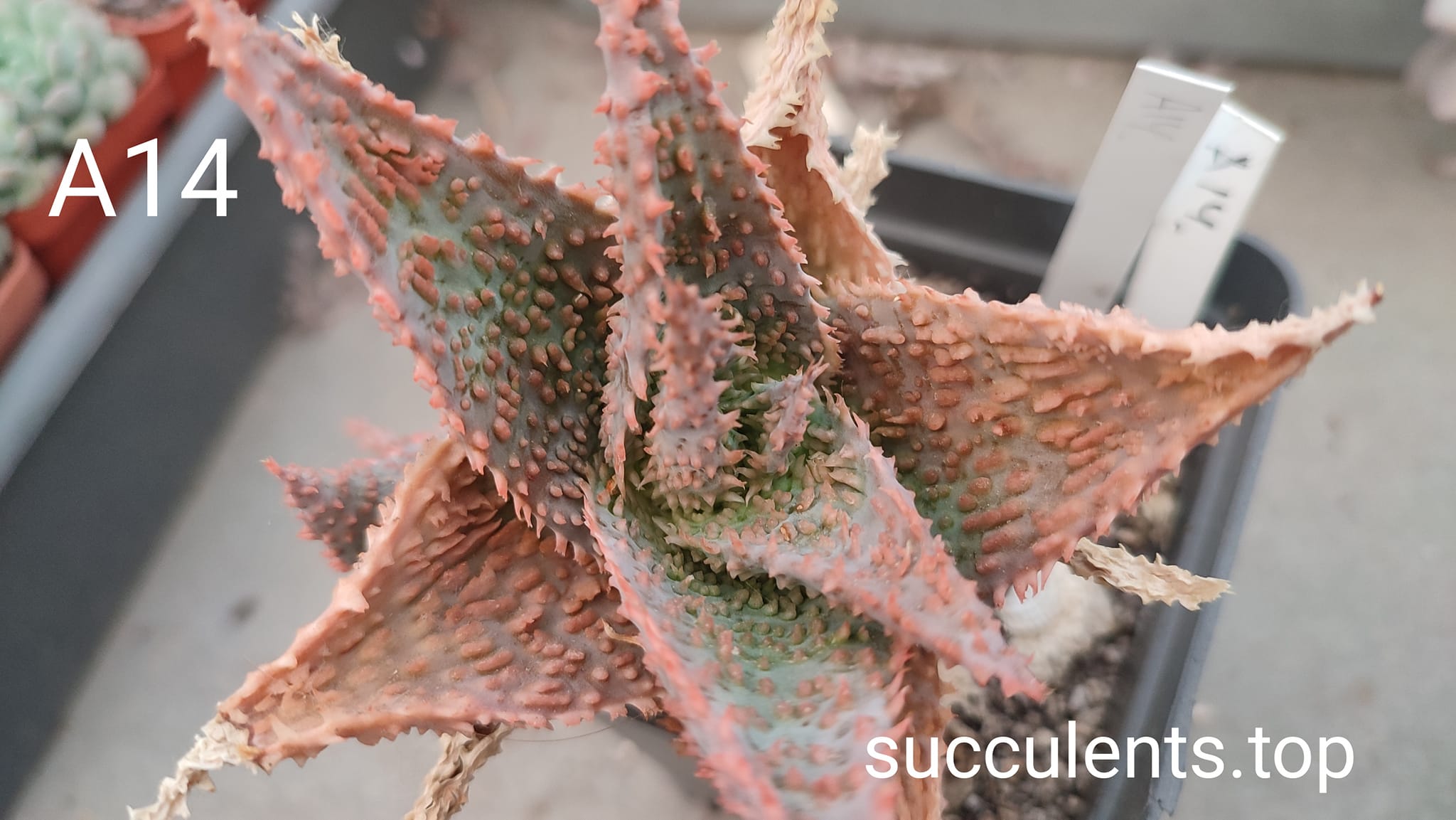 Aloe A14 дітка з рослини на фото