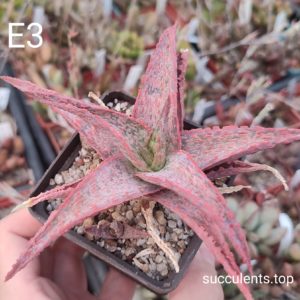 Aloe E3 дітка  з фото