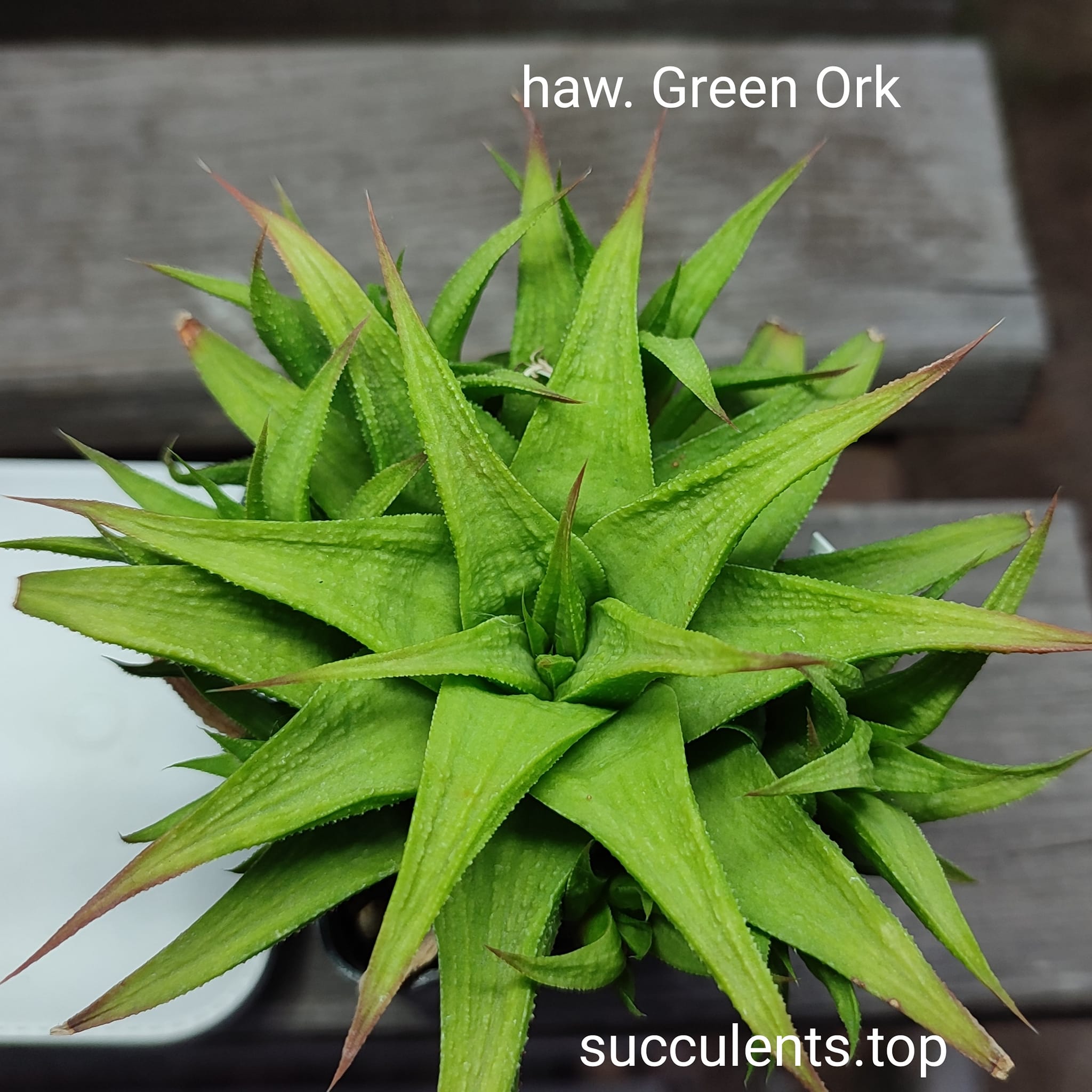 haworthia cv green Ork ціна за дітку з рослини на фото