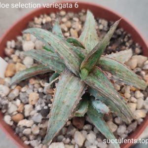 aloe selection 6 variegata (дітка з рослини на фото)