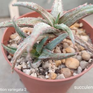 aloe selection 2 variegata (дітка з рослини на фото)